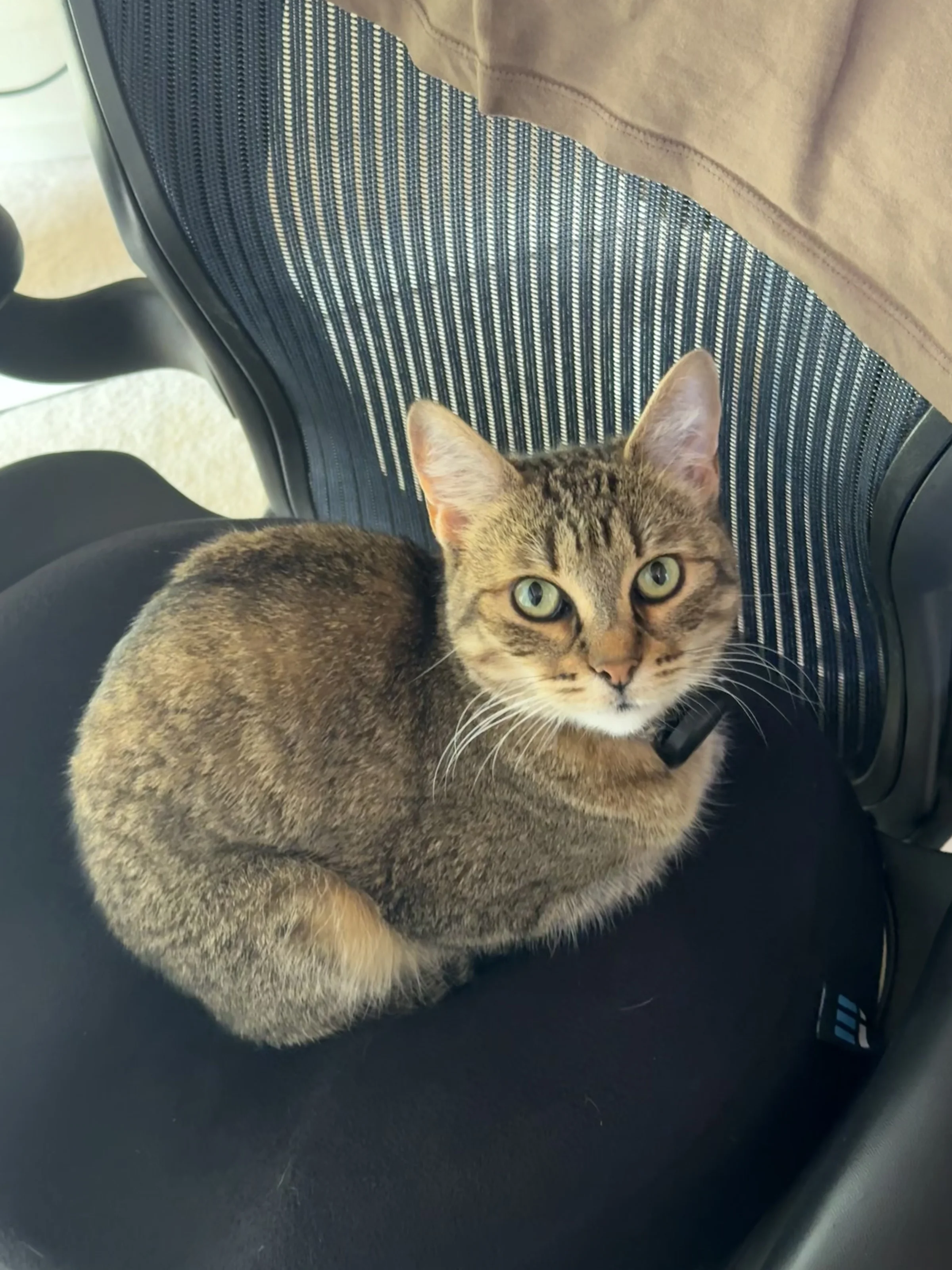 Honey the Cat curled up in an office chair