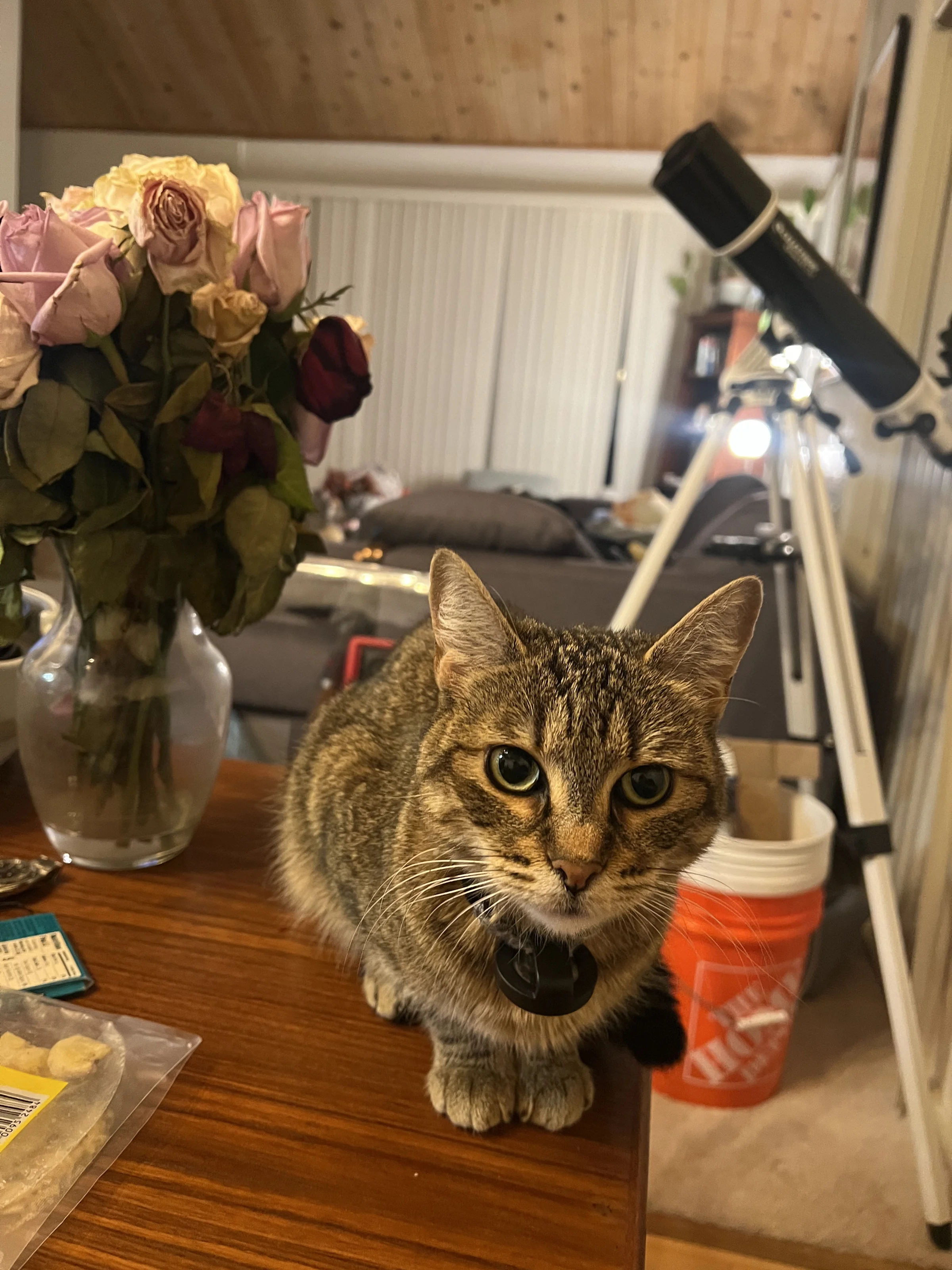 Honey the Cat next to a vase of roses